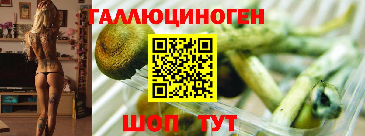 Галлюциногенные грибы Psilocybine cubensis  Вход с VPN  Соль-Илецк 